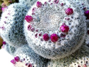 High angle view of cactus flower