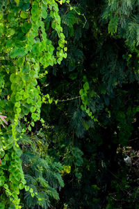 High angle view of trees in forest