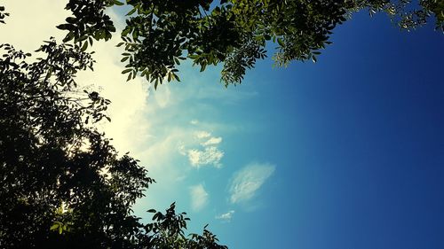 Low angle view of silhouette tree against sky