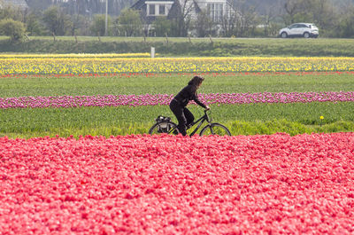 View of dog on field