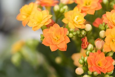 Close-up of orange flowers blooming outdoors