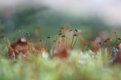 Close-up of flowering plants on field