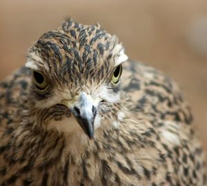 Close-up portrait of owl