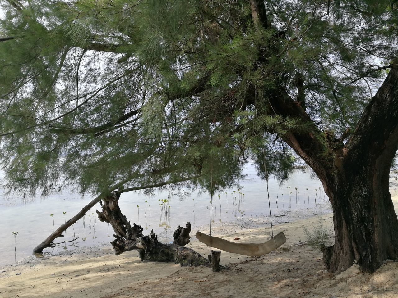 BOATS MOORED ON RIVER AGAINST TREES