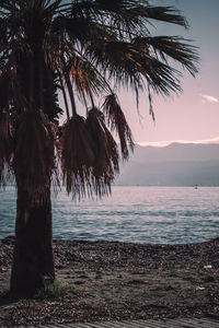 Palm tree by sea against sky during sunset