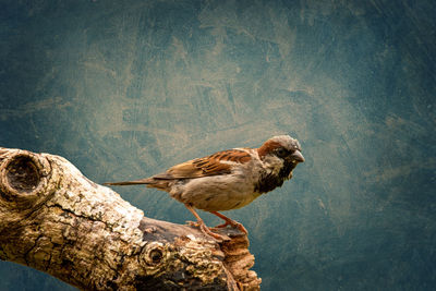 Sparrow on a log