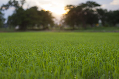 Scenic view of grassy field against sky during sunset