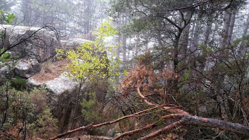 Trees in forest