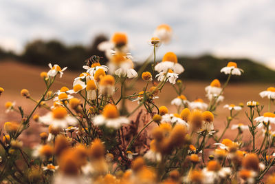 Close-up of yellow flowers blooming on field against sky