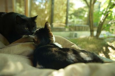 A black cat meets a brown tabby cat