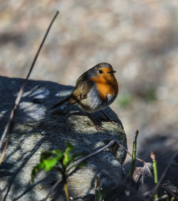 Close-up of robin  perching on rock