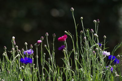 Close-up of purple flowers blooming in field