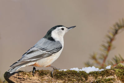 Close-up of bird perching outdoors