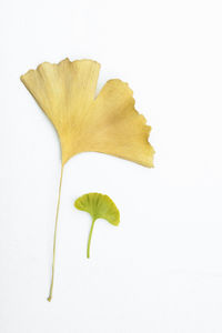 Close-up of yellow flowers over white background