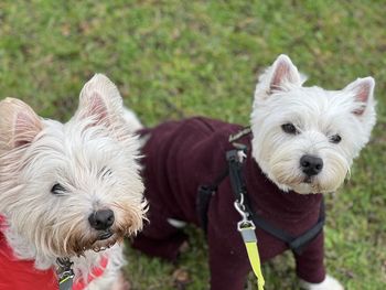 Close-up of dogs