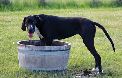 Black dog on field