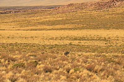 Puna rhea or rhea tarapacensis, a close relative of lesser rhea bird in atacama desert, chile
