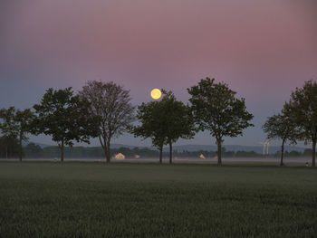Trees on field against sky during sunset