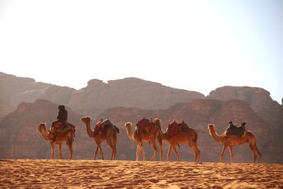 View of horses on desert against clear sky