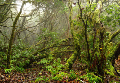 Trees in forest