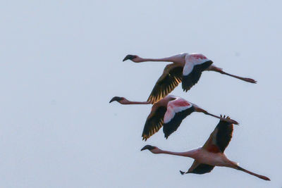 Low angle view of birds flying in sky