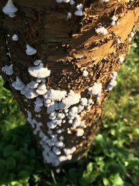 Close-up of tree stump