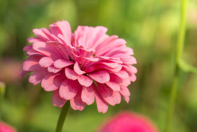 Close-up of pink flowering plant in park