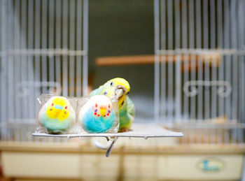 Close-up of parrot in cage