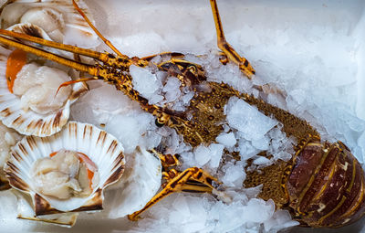 Fresh lobster and oysters on ice at the ataranzanas central market, malaga, spain