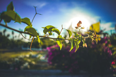 Close-up of flowering plant against sky