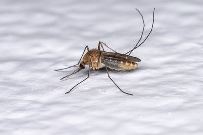 High angle view of insect on white surface