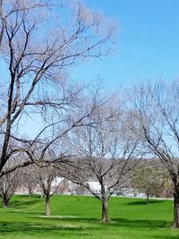 Bare trees on field against sky