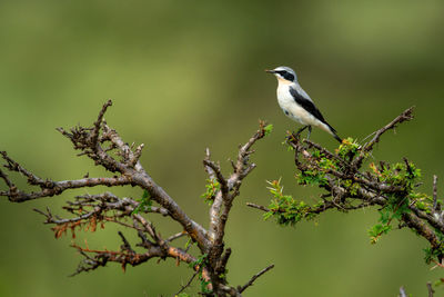 Grey-backed fiscal in thornbush with green bokeh