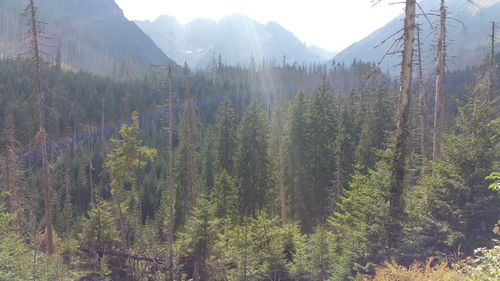 Scenic view of trees and mountains against sky