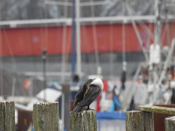 Close-up of bird perching on wooden post