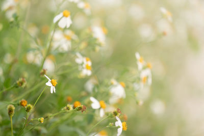 Close-up of yellow flowering plant
