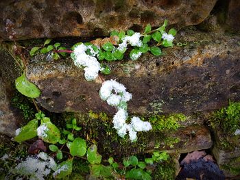 Close-up of plant growing on moss