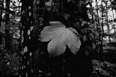 Close-up of tree trunk in forest