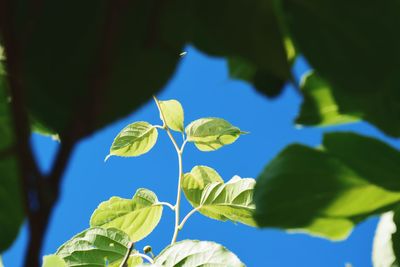 Close-up of leaves against blue sky