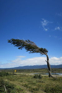 Tree on field against blue sky