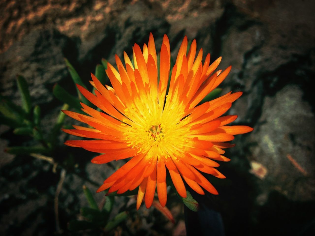 flower, petal, flower head, fragility, freshness, beauty in nature, close-up, growth, blooming, pollen, single flower, nature, focus on foreground, orange color, yellow, plant, in bloom, red, high angle view, outdoors