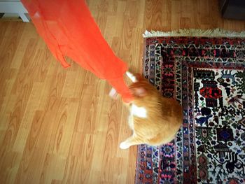 Close-up of cat hanging on hardwood floor