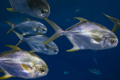 Close-up of fish swimming in sea