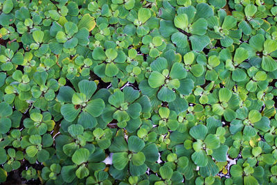 Full frame shot of plants