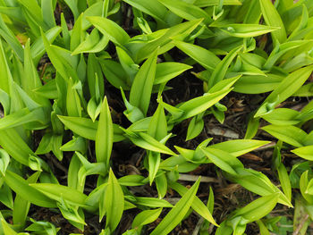 Full frame shot of fresh green plants