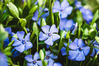 Vinca minor, common periwinkle, myrtle - ground cover plant with blue flowers