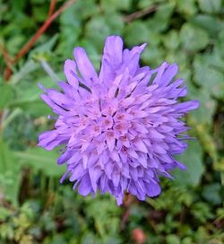 Close-up of purple flowers blooming