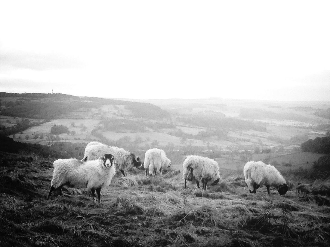 animal themes, domestic animals, livestock, field, mammal, grass, sheep, grazing, landscape, medium group of animals, nature, cow, rural scene, pasture, herd, grassy, sky, domestic cattle, beauty in nature