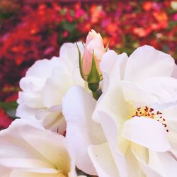 Close-up of fresh white roses blooming outdoors