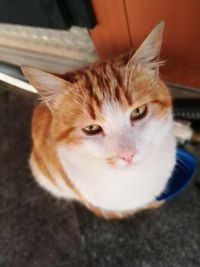 Close-up portrait of white cat